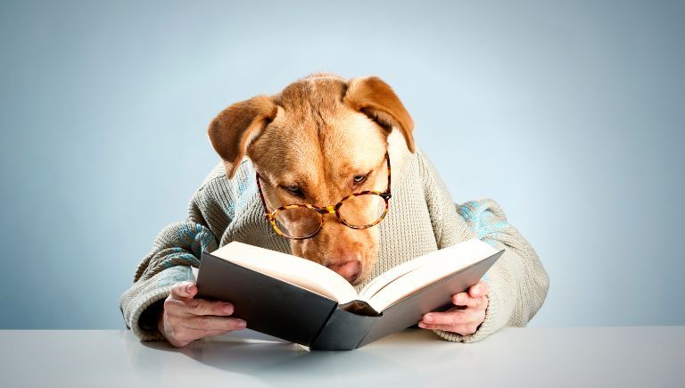 Practica la comprensión lectora en Inglés